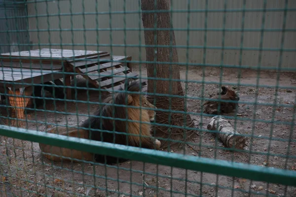 ライオンキングはエコパークの熱の中で休んでいます — ストック写真