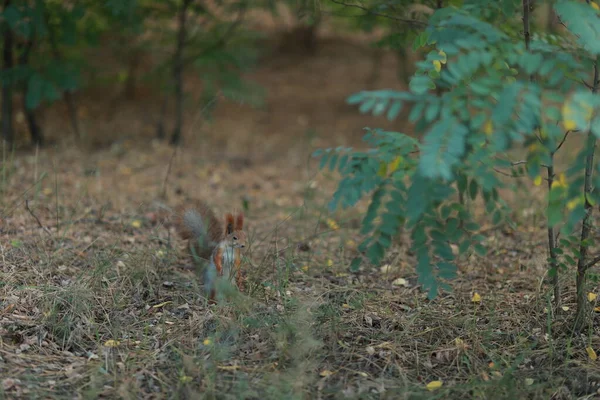 Domesticar ardilla esponjosa en el bosque de cerca comer nueces — Foto de Stock