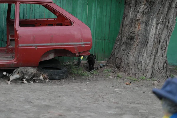 Chat solitaire gris sort d'une vieille voiture rouge — Photo