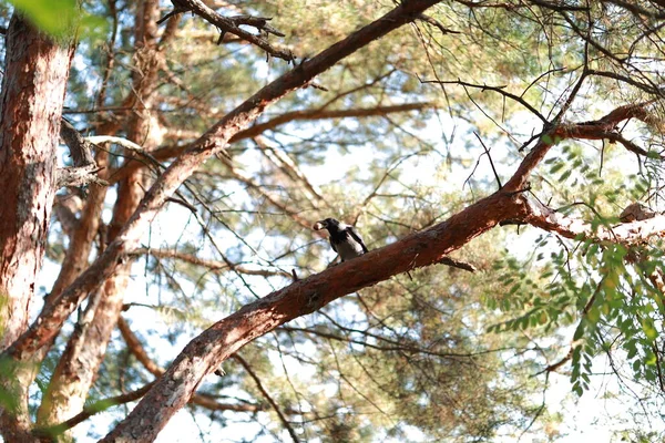 Большая ворона в капюшоне в тихом лесу крупным планом — стоковое фото