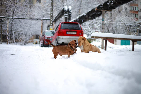 A dog that is covered in snow Stock Image