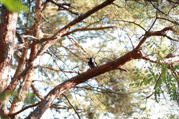 Grande corvo com capuz em uma floresta tranquila close-up — Fotografia de Stock