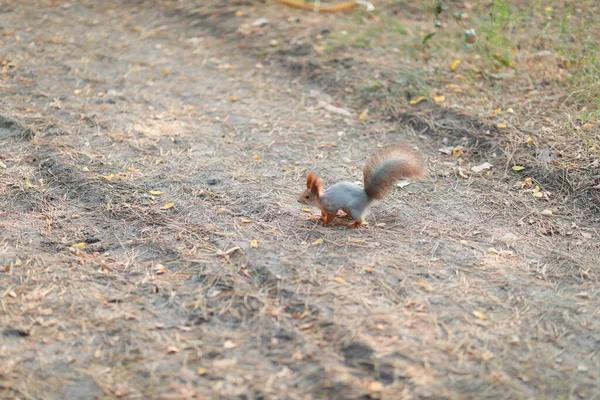 Zahme flauschige Eichhörnchen im Wald aus nächster Nähe Nüsse essen — Stockfoto