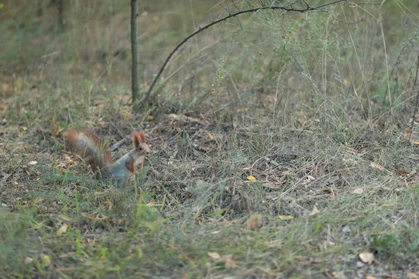 Ein sehr kleines Eichhörnchen steht auf einem Feld — Stockfoto