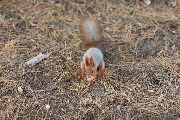 森の中でふわふわのリスを飼いならしてナッツを食べ — ストック写真