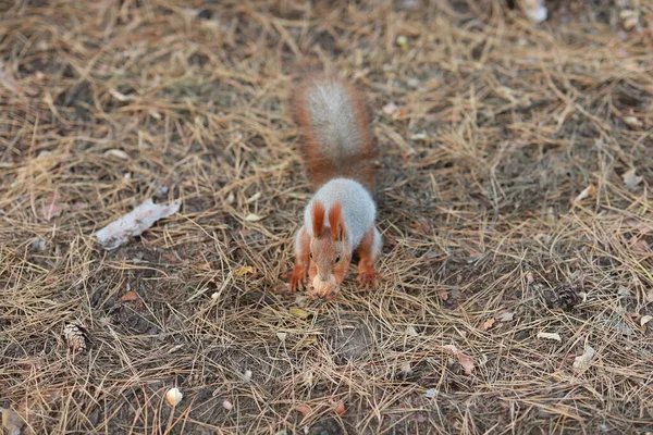 Zahme flauschige Eichhörnchen im Wald aus nächster Nähe Nüsse essen — Stockfoto