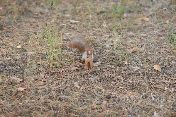 Domesticar ardilla esponjosa en el bosque de cerca comer nueces — Foto de Stock