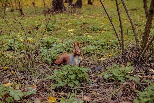 红色松鼠，尾巴蓬松，带着坚果在草坪上散步 — 图库照片