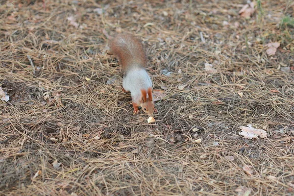 Domesticar ardilla esponjosa en el bosque de cerca comer nueces — Foto de Stock