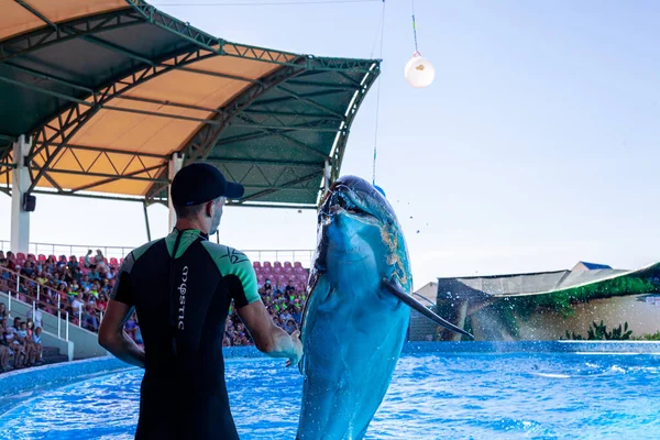 Hermoso rendimiento de agua de los delfines en el delfinario — Foto de Stock