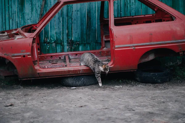 Gris solitario gato consigue fuera de un viejo rojo coche — Foto de Stock