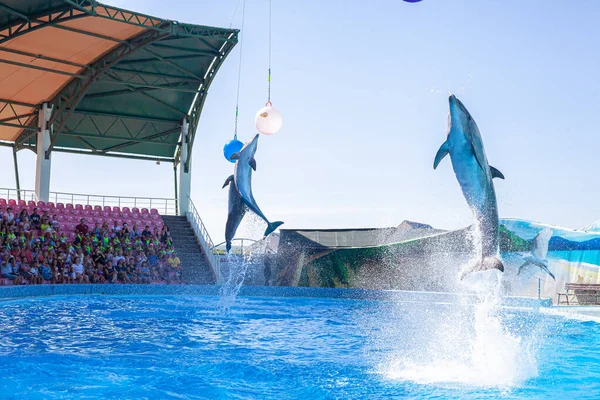 Beautiful water performance of dolphins in the dolphinarium — Zdjęcie stockowe