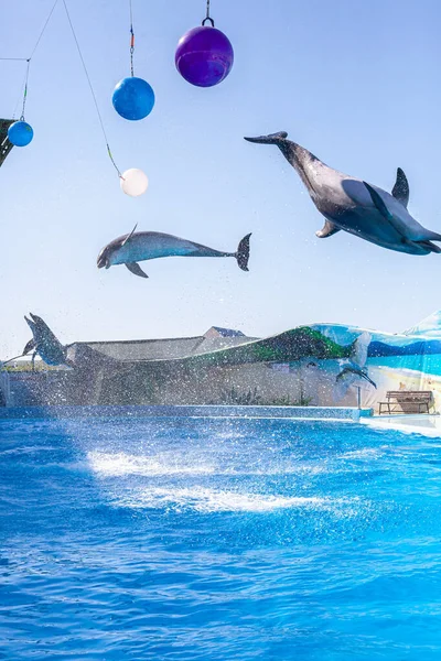 Beautiful water performance of dolphins in the dolphinarium — Zdjęcie stockowe