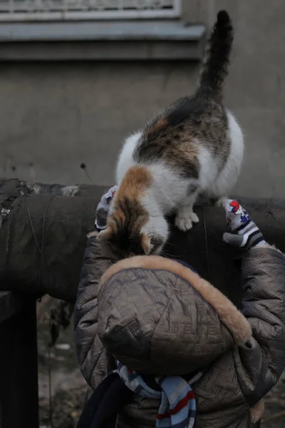 Een klein persoon die een grote kat vasthoudt — Stockfoto