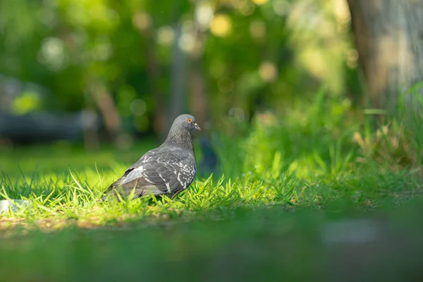 Um pássaro muito feito sentado na grama — Fotografia de Stock