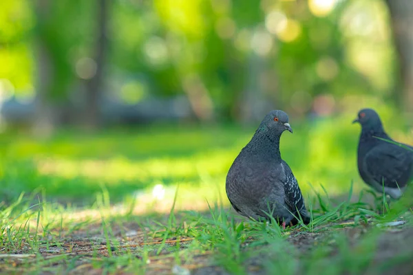 Un pájaro muy paloma sentado en la hierba — Foto de Stock