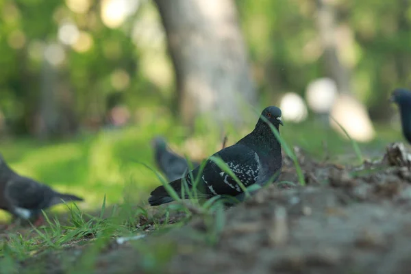 Ein Vogel, der im Gras steht — Stockfoto