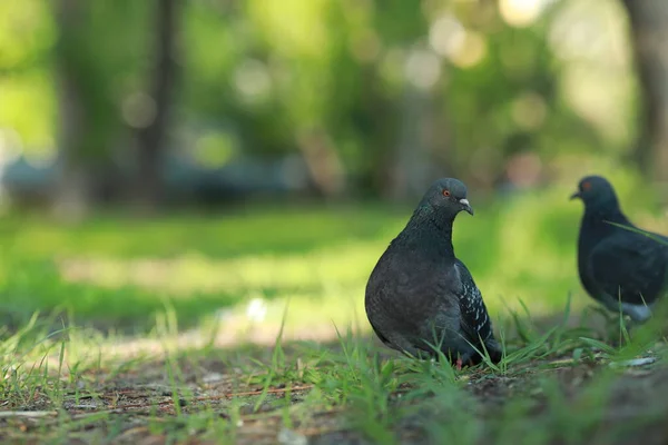 Un pájaro de pie sobre un campo cubierto de hierba — Foto de Stock