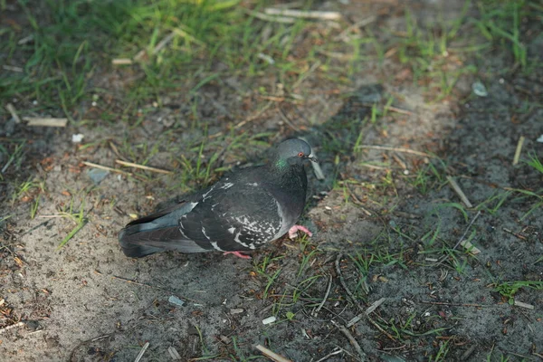 Un pájaro que está de pie en la hierba — Foto de Stock