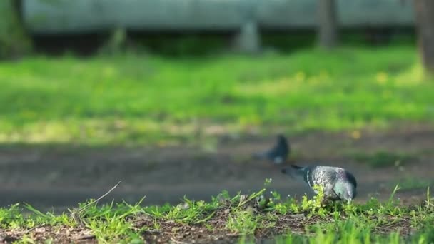 Een close-up van een groen hek — Stockvideo