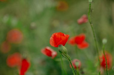 Kırmızı beyaz gelincikli büyük bir tarla.