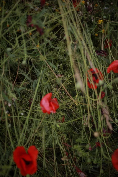 Nahaufnahme Blumen Mohn auf einem großen Feld übersät — Stockfoto