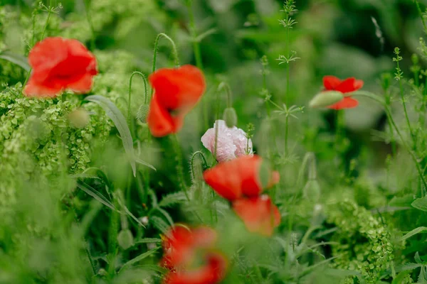 Champ énorme avec des coquelicots blancs rouges gros plan — Photo