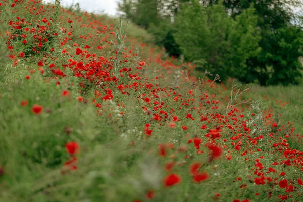 Huge field with red white poppies close-up — Stock Photo, Image