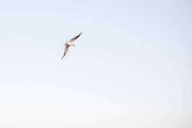 Güzel martılar kumlu sahil boyunca yürür