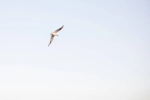 Belas gaivotas caminhar ao longo da costa arenosa — Fotografia de Stock