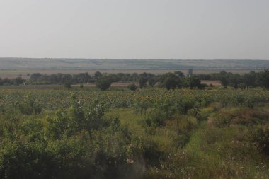 Büyük sarı, olgun ayçiçeği tarlası.