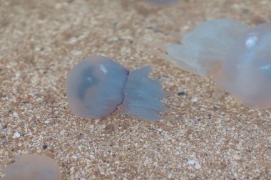 Deniz kıyısındaki büyük şeffaf deniz anaları.