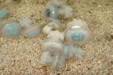 Deniz kıyısındaki büyük şeffaf deniz anaları.