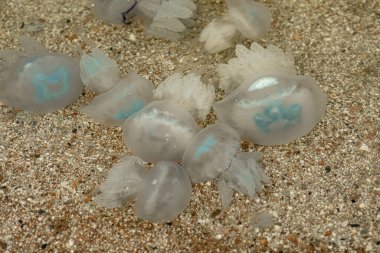 Deniz kıyısındaki büyük şeffaf deniz anaları.