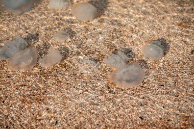 Deniz kıyısındaki büyük şeffaf deniz anaları.