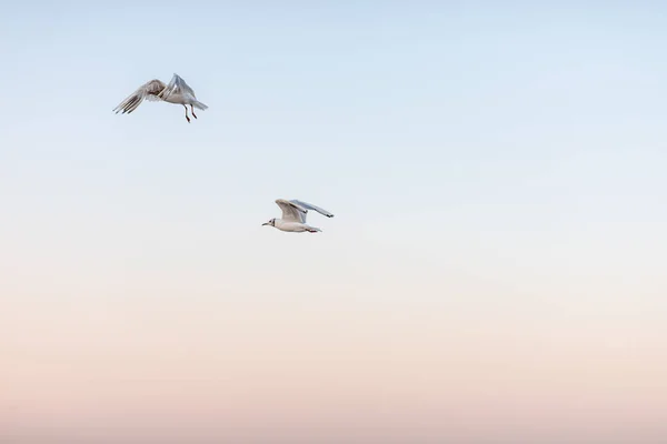 Красиві чайки гуляють уздовж піщаного узбережжя — стокове фото