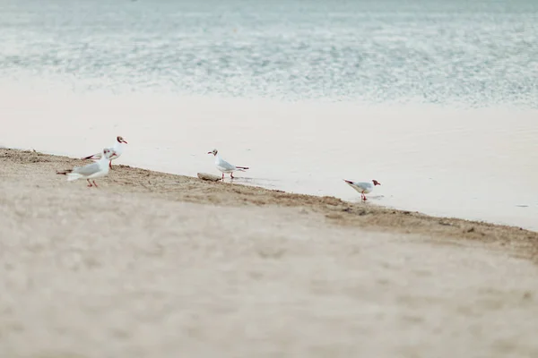 Hermosas gaviotas caminan a lo largo de la orilla del mar de arena — Foto de Stock