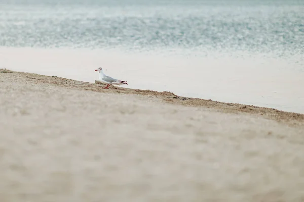 Hermosas gaviotas caminan a lo largo de la orilla del mar de arena —  Fotos de Stock