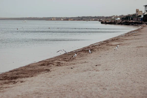 Όμορφοι γλάροι περπατούν κατά μήκος της αμμώδους ακτής — Φωτογραφία Αρχείου