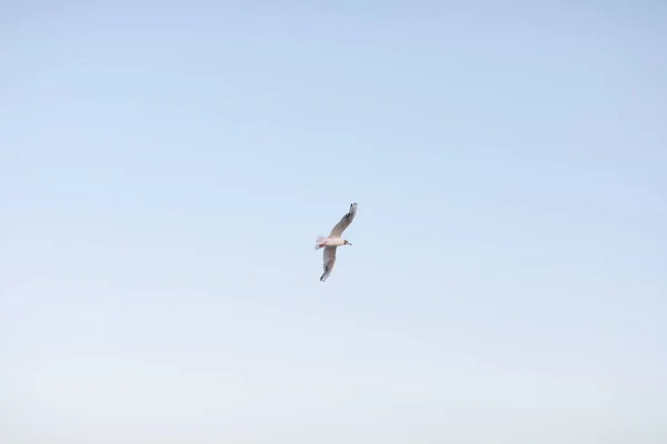 Hermosas gaviotas caminan a lo largo de la orilla del mar de arena — Foto de Stock