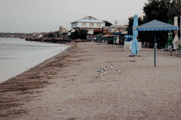 Beautiful seagulls walk along the sandy seashore — Stock Photo, Image