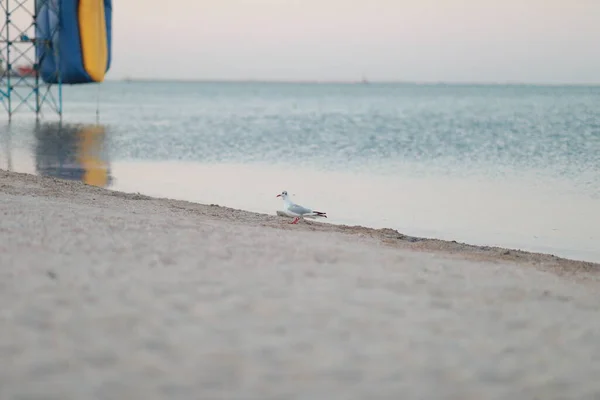 Красиві чайки гуляють уздовж піщаного узбережжя — стокове фото