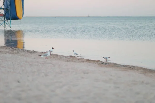 Hermosas gaviotas caminan a lo largo de la orilla del mar de arena —  Fotos de Stock