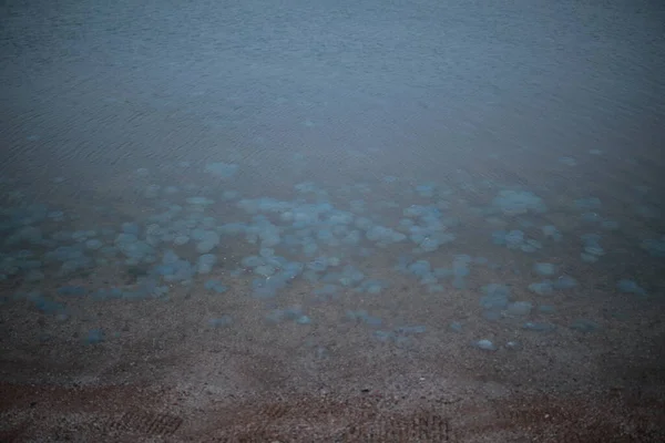 Bela marinha grande águas-vivas transparentes na costa — Fotografia de Stock