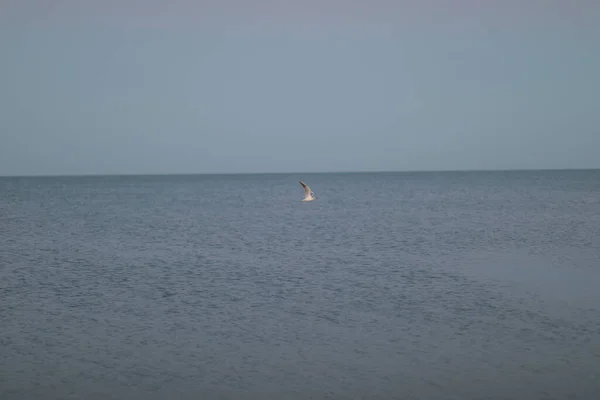 Gros plan de l'océan avec de l'eau transparente sur le rivage sablonneux — Photo