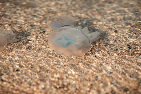 Beautiful marine large transparent jellyfish on the seashore — Stock Photo, Image
