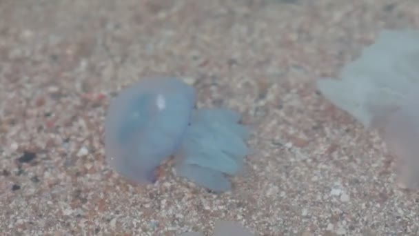 Hermosas medusas marinas grandes transparentes en la orilla del mar — Vídeo de stock