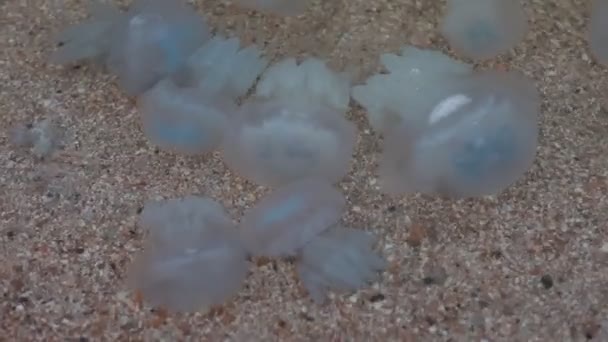 Gyönyörű tengeri nagy átlátszó medúza a tengerparton — Stock videók