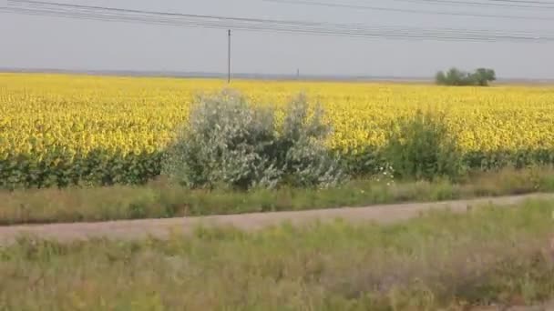 Grande campo de close-up amarelo girassóis maduros flores — Vídeo de Stock