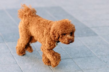 Cheerful and happy miniature poodle dog sitting for a portrait on a white background. High quality photo